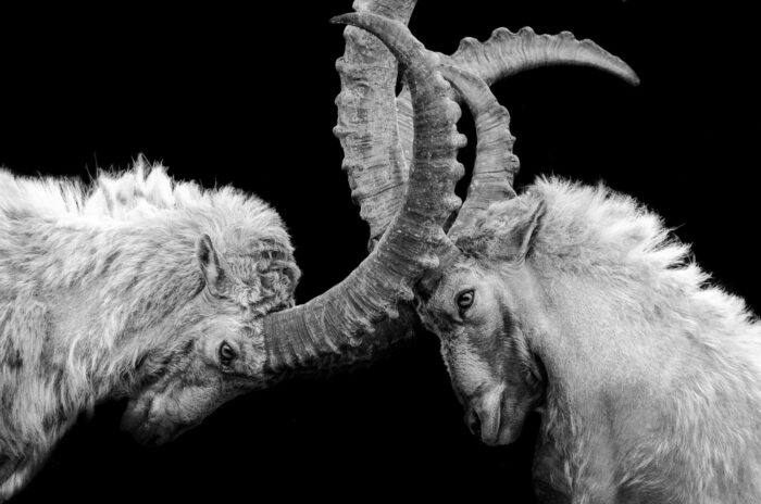 Two ibex locking horns head to head in black and white, an image of conflict culture